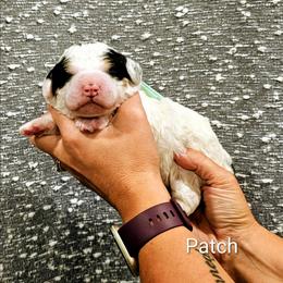 Patch - Tri-color male Bernedoodle puppy in Forest, Ohio from Mini Doodle Buddies