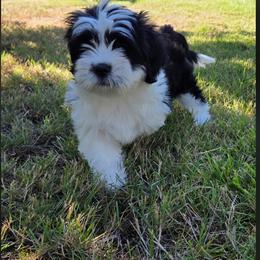 Lhasa Apso Puppies from Lhasa Apso