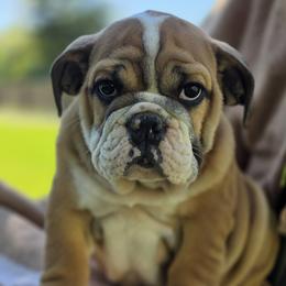 Bulldog puppies from River Road Bulldogs