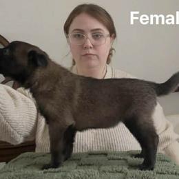 Belgian Malinois Puppies from Chaland