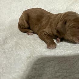 Rose - Red  female Goldendoodle puppy in Wittenberg, Wisconsin from Cedar River Kennel