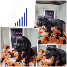 Victim (black) - Black male Cane Corso puppy in Manitowoc, Wisconsin from Sinner & Saint Cane Corso