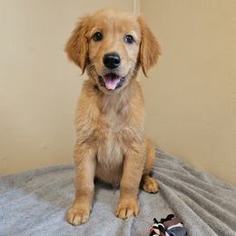 Golden Retriever Puppies from Piedmont Golden Retrievers