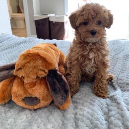 Goldendoodle Puppies from Parti Time Doods