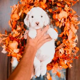 Mint Girl - Parti female Goldendoodle puppy in Beecher, Illinois from Cherry Lane Doodles