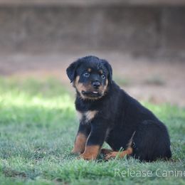 Labrador Retriever and Rottweiler Puppies from Merakxel