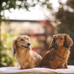 Dachshund puppies from Winnie’s Weenies