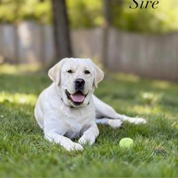 Labrador Retriever Puppies from Berkstone Labradors