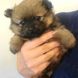 Sevie - Orange sable female Pomeranian puppy in Saint Charles, Missouri from Bisous Pomeranians & Heartland Sh