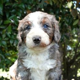 Cypress - Merle female Bernedoodle puppy in Folsom, Louisiana from DoodlesFarmCo