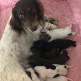 Pearl  - Dachshund