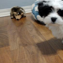 Coton de Tulear Puppies from Coton Country