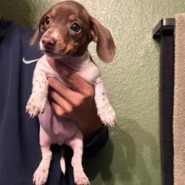Nemo - Piebald male Dachshund puppy in Moreno Valley, California from rdachshunds