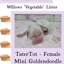 TaterTot - Parti female Goldendoodle puppy in Grabill, Indiana from Rose's Doodles