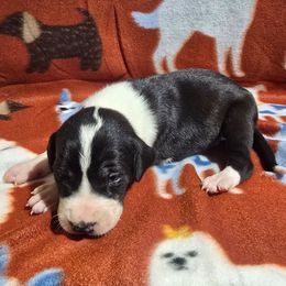 Mantle male A - Mantle male Great Dane puppy in Golconda, Illinois from Breken Great Danes