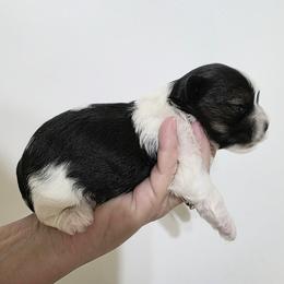 Eddie - Black tan and white male Biewer Terrier puppy in Leander, Texas from Central Texas Biewer Terriers