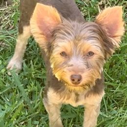 Yorkshire Terriers from Cane River Canines