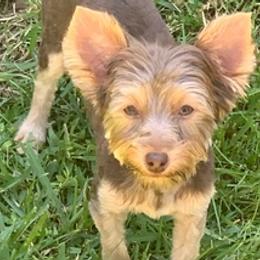 Yorkshire Terriers from Cane River Canines