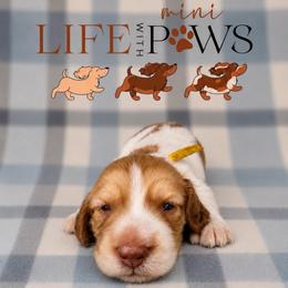 Olivia - Cream female Dachshund puppy in Palm Bay, Florida from Life With Mini Paws