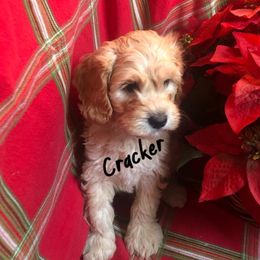Australian Labradoodle Puppies from All-Spice Australian Labradoodles