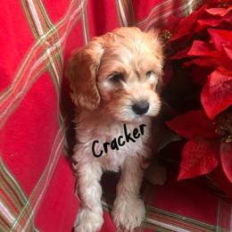 Australian Labradoodle Puppies from All-Spice Australian Labradoodles