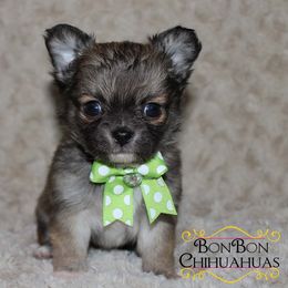 Chihuahua Puppies from BonBon Chihuahuas