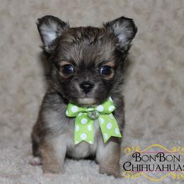 Chihuahua Puppies from BonBon Chihuahuas