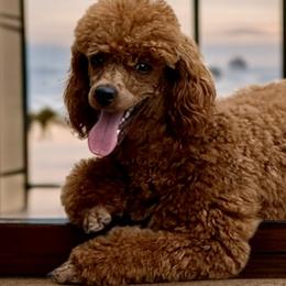 Reggie - Poodle