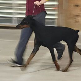 Mage - Doberman Pinscher