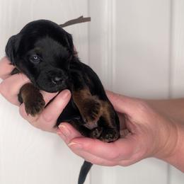 Brown Boy - Phantom, straight-coated - Black male Whoodle puppy in Kalispell, Montana from Countryman Whoodles