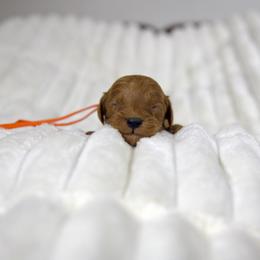 Cider - Red male Cavapoo puppy in Queen Creek, Arizona from Dulcito Doodles