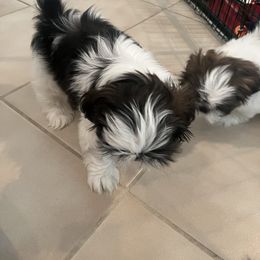 Shih Tzu Puppies from Ashley Haynes