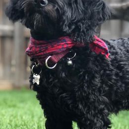 Assorted Doodle Crosses and Goldendoodles from Sugardoodles Goldendoodles