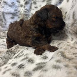 Ivy - Chocolate female Goldendoodle puppy in Gay, Georgia from That’s My Puppy