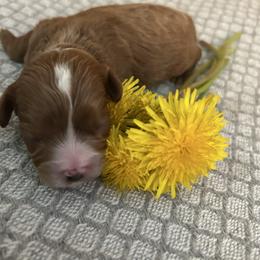 Boy 1 - Apricot male Cavapoo puppy in Milan, Illinois from Poppy Garden Doodles
