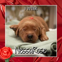 Nessa - Dark golden female Golden Retriever puppy in Driggs, Idaho from SK Golden Retrievers
