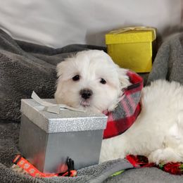 Santi: OFA and CHIC sire - White male Coton de Tulear puppy in Westfield, North Carolina from Legacy Pets