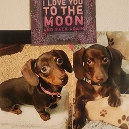 Dachshund All Grown Up from Idaho Dachshunds