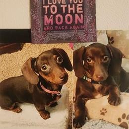Dachshund All Grown Up from Idaho Dachshunds