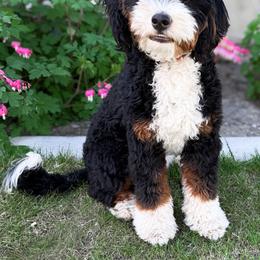 Bronco - Bernedoodle