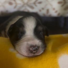 Liberty - Black tri-color female Australian Shepherd puppy in Morrow, Ohio from OakHaven Acres Aussies