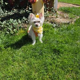 Maltese, Morkie, and Yorkshire Terrier All Grown Up from Mountain Top Hot Tailz