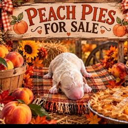 Peach - Apricot female Goldendoodle puppy in Cherry Tree, Pennsylvania from Plum Creek Acres Next Generation