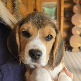 Beagle Puppies from Bullock 's Beagles