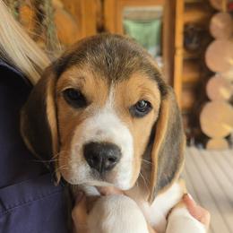 Beagle Puppies from Bullock 's Beagles