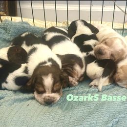 Basset Hound puppies from Ozarks Bassets