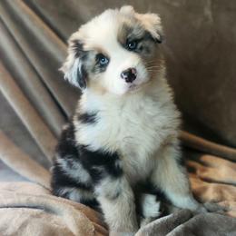 Colin - Blue merle male Australian Shepherd puppy in Croswell, Michigan from Platinum Edition Australian Shepherds