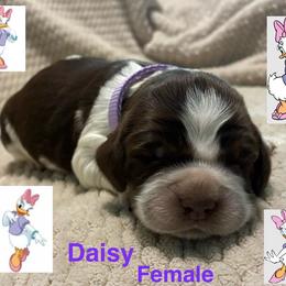 Daisy - Liver white and roan female English Springer Spaniel puppy in Hudson, Michigan from Picky’s Puppies