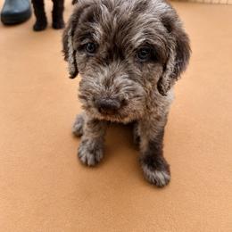 Zola May - Merle female Labradoodle puppy in Rock Island, Tennessee from Harvest Sky Kennels
