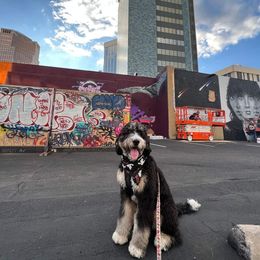 Bernedoodle All Grown Up from The Great Puppy Patch